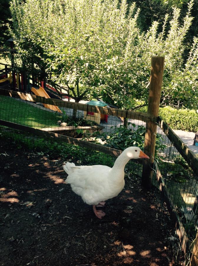 Farm stay Agriturismo Barcola Grandola ed Uniti